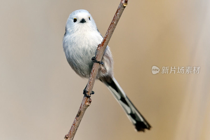 自然生境中的长尾山雀(aegithalos caudatus)